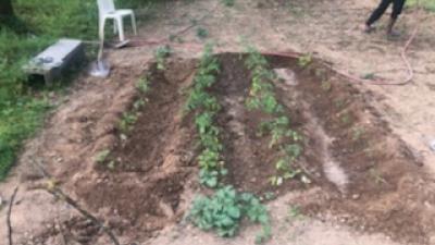 Jardin
